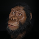 Artist’s reconstruction of A. anamensis, based on the discovery of a nearly complete skull and jawbone.